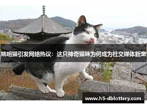 姚明猫引发网络热议：这只神奇猫咪为何成为社交媒体新宠